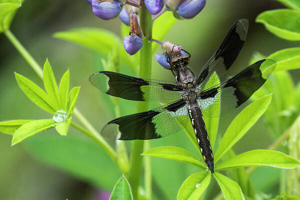 Animalia Art Print featuring the photograph Eight-spotted Skimmer Dragonfly by Robert Potts