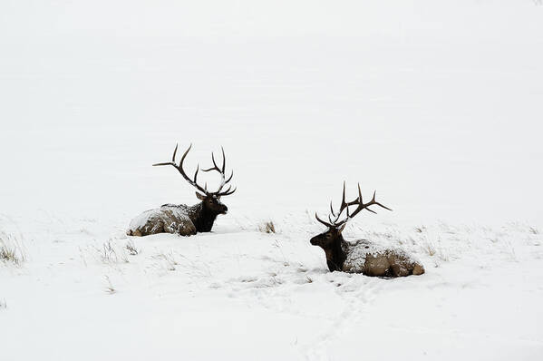 Elk Art Print featuring the photograph Elk laying in a snow covered meadow - 9069 by Jerry Owens