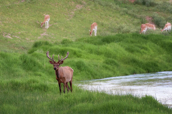 Elk Art Print featuring the photograph Elk on the Middle Loup - Nebraska Sandhills by Susan Rissi Tregoning