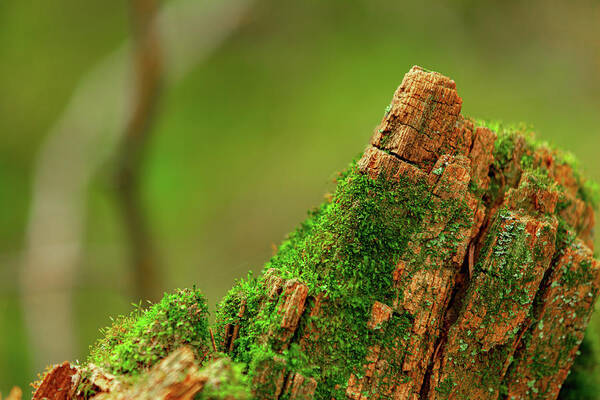 Wood Art Print featuring the photograph Emerald Emergence of Moss and Wood by Kyle Lavey