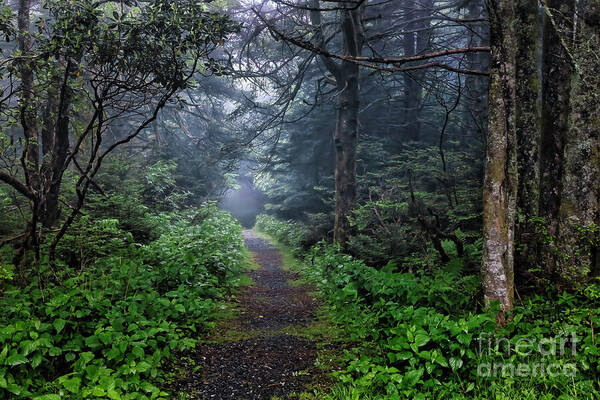 Blue Ridge Art Print featuring the photograph Enchanted Forest in the Blue Ridge Mountains by Shelia Hunt