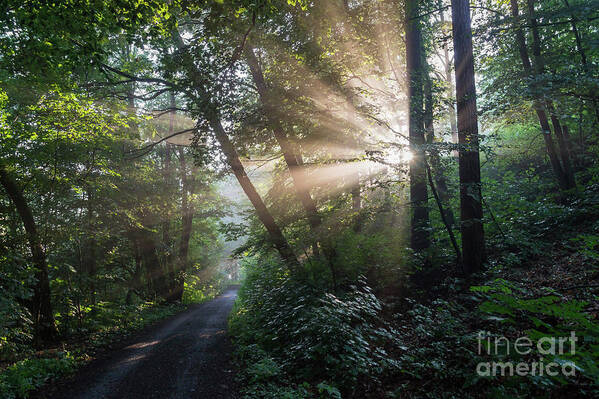 Magic Art Print featuring the photograph Enchanting sunlight in the forest 2 by Adriana Mueller