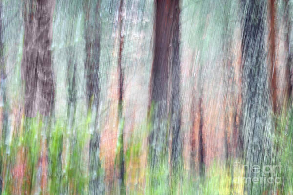 Forest Art Print featuring the photograph Ephemeral forest in fall by Hernan Bua