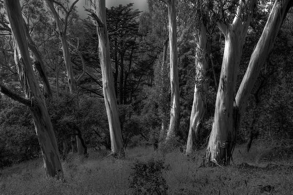Sf Art Print featuring the photograph Eucalyptus Light by Wayne King