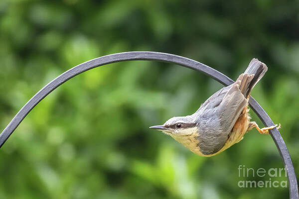 Nuthatch Art Print featuring the photograph Eurasian nuthatch perched on a metal railing by Jane Rix