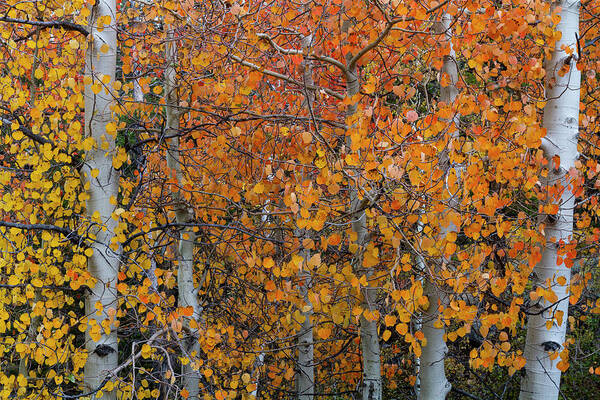 North America Art Print featuring the photograph Fall Aspens of the Sierras by Mark Miller