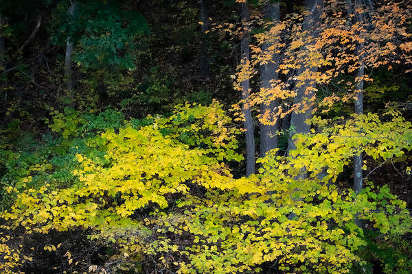 Trees Art Print featuring the photograph Fall Chartreuse by Linda Bonaccorsi