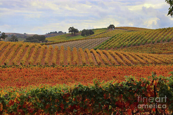 Wine Art Print featuring the photograph Fall Colored VIneyard Paso Robles California Wine Country by Stephanie Laird