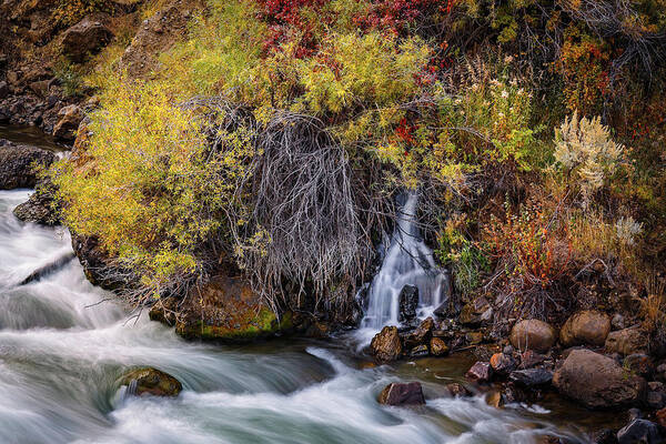 Yellowstone National Park Art Print featuring the photograph Fall Feast by Ann Skelton