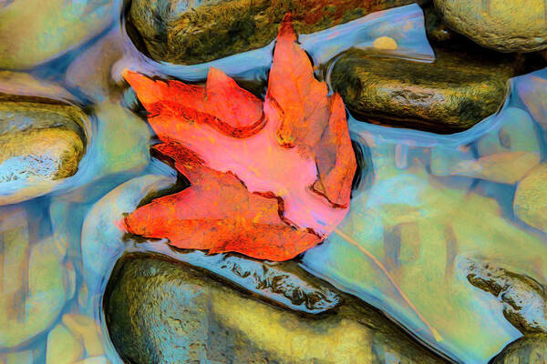 Carolina Art Print featuring the photograph Fall Float Painting by Debra and Dave Vanderlaan
