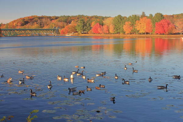 Connecticut River Art Print featuring the photograph Fall Foliage and Waterfowl on the Connecticut River by John Burk