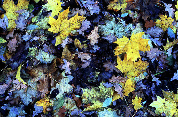 Leaves Art Print featuring the photograph Fall leaves 01 by Jean Evans