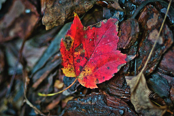 Maple Leaf Art Print featuring the photograph Fall Maple Leaf by Meta Gatschenberger
