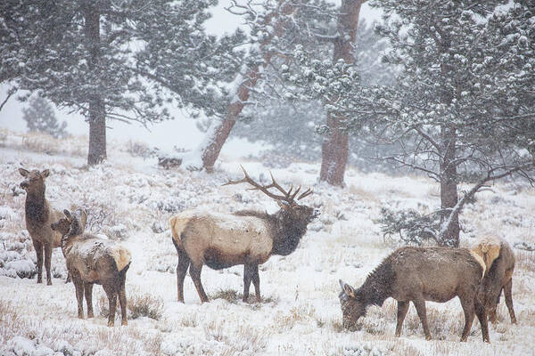 Elk Art Print featuring the photograph Family Man by Darren White
