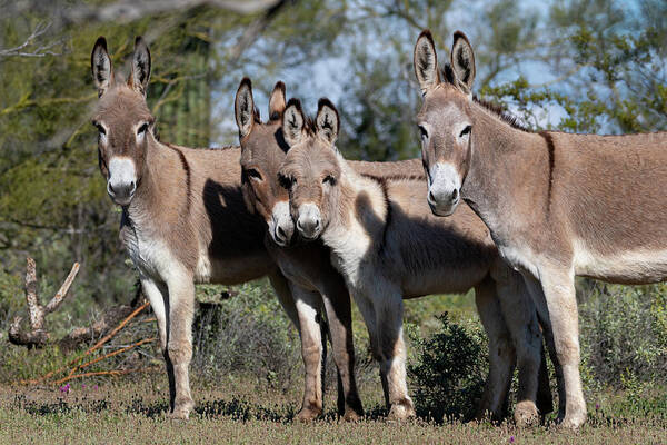 Wild Burros Art Print featuring the photograph Family by Mary Hone