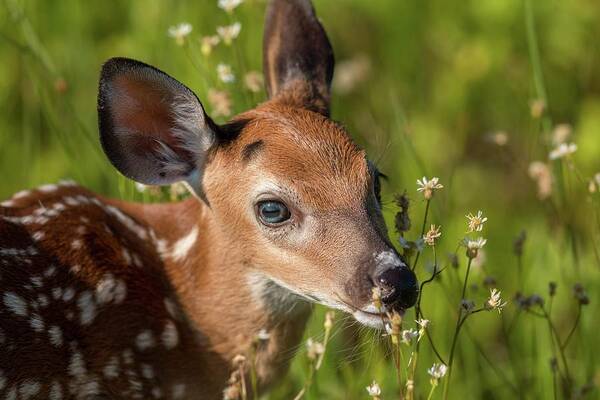 Flowering Art Print featuring the photograph Fawn in Wildflowers by Liza Eckardt