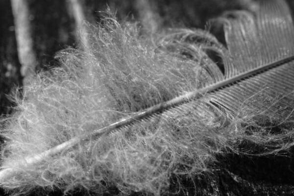 Photo Art Print featuring the photograph Feather in Black and White by Evan Foster