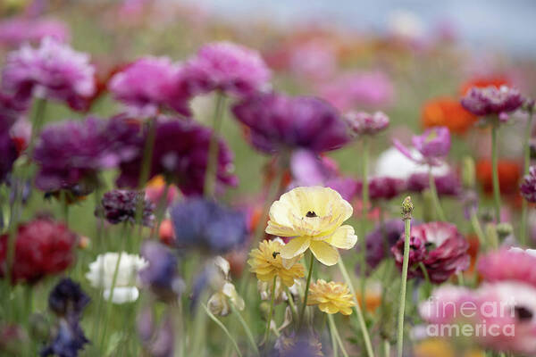 Persian Buttercup Art Print featuring the photograph Feeling happy in the flower fields by Abigail Diane Photography