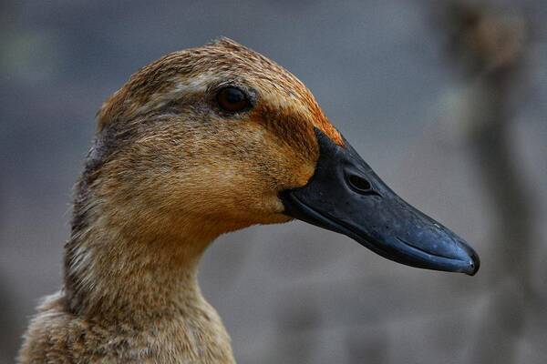 Photo Art Print featuring the photograph Female Duck by Evan Foster