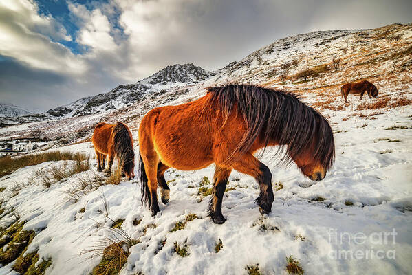 Feral Horses Snowdonia Art Print featuring the photograph Feral Horses Snowdonia by Adrian Evans