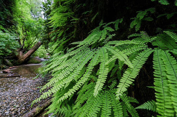 Fern Art Print featuring the photograph Fern Perfection by Margaret Pitcher