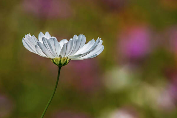 Wildflower Art Print featuring the photograph Field of Wildflowers by Skip Tribby