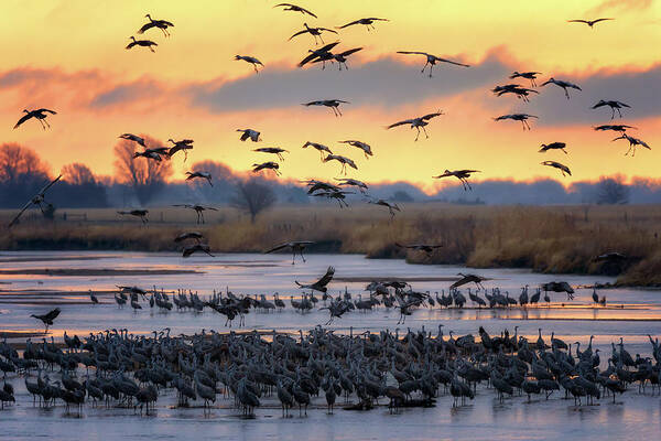 Sandhill Cranes Art Print featuring the photograph Final Approach by Susan Rissi Tregoning
