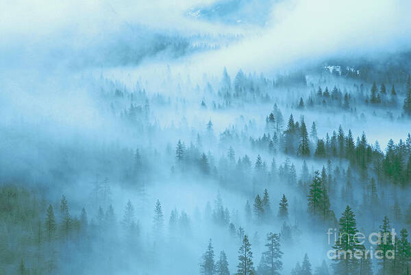 Dave Welling Art Print featuring the photograph Fir Trees Fog Yosemite National Park by Dave Welling