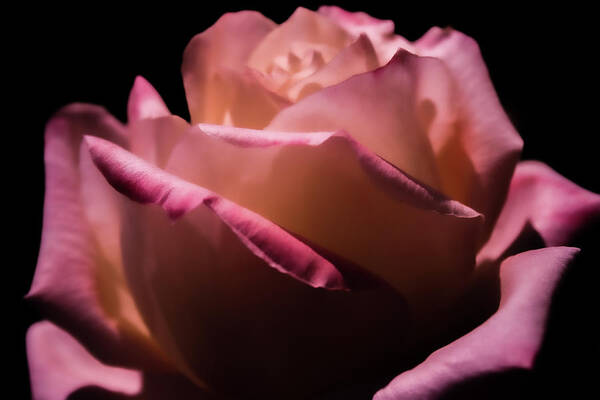 Rose Art Print featuring the photograph Fire and Ice Rose 3 by Sally Bauer