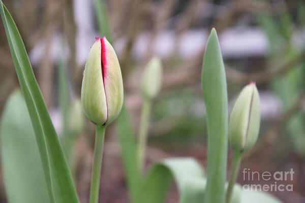 Tulip Art Print featuring the photograph First Day of Spring by Amy Dundon