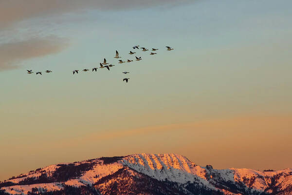 Nature Art Print featuring the photograph First Flight at First Light by Mike Lee