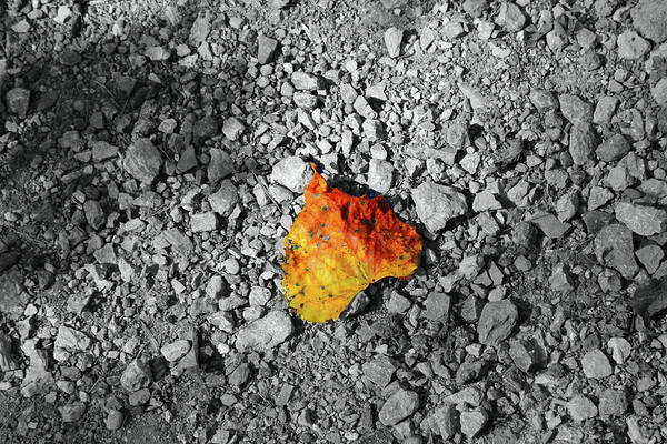 Leaf Art Print featuring the photograph First Leaf of Autumn by Christopher Reed