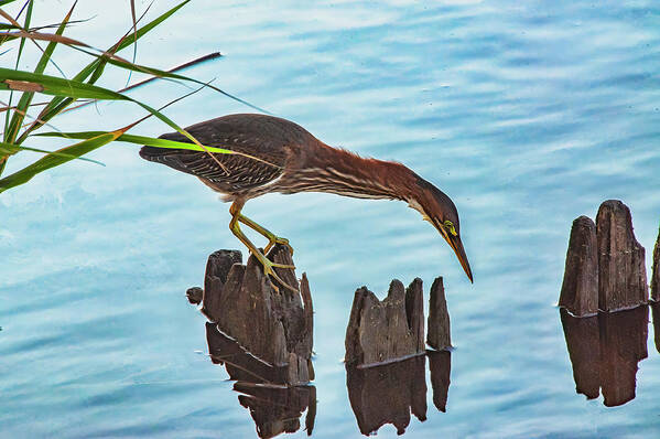 Heron Art Print featuring the photograph Fishing For Dinner by Cathy Kovarik