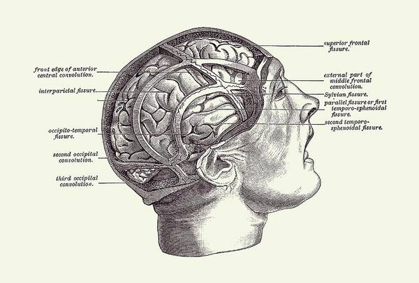 Brain Art Print featuring the drawing Fissure Focused Brain Diagram - Vintage Anatomy 2 by Vintage Anatomy Prints