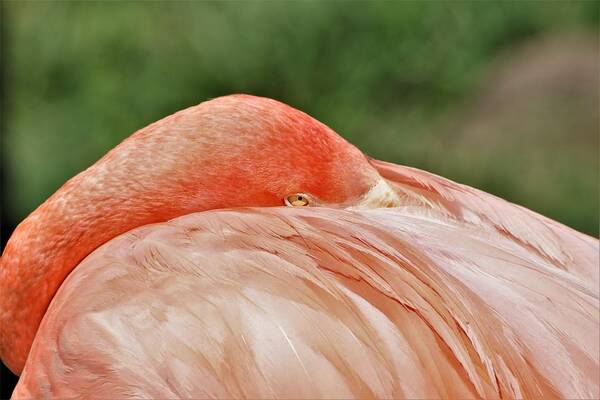 Nature Art Print featuring the photograph Flamingo All Tucked In by Sheila Brown