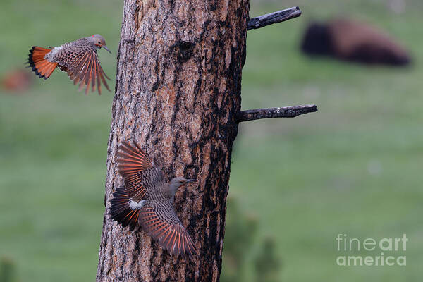 Northern Flicker Art Print featuring the photograph Flickers in Custers State Park, South Dakota by Natural Focal Point Photography