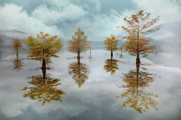 Tree Art Print featuring the photograph Floating into Autumn Mist by Debra and Dave Vanderlaan