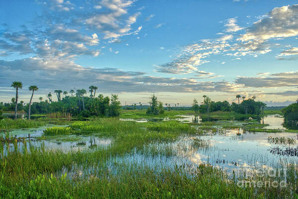 Usa Art Print featuring the photograph Floridian Nature by Brian Kamprath