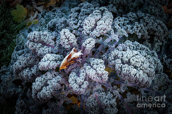 Kale Art Print featuring the photograph Flower of the Frost by Marilyn Cornwell