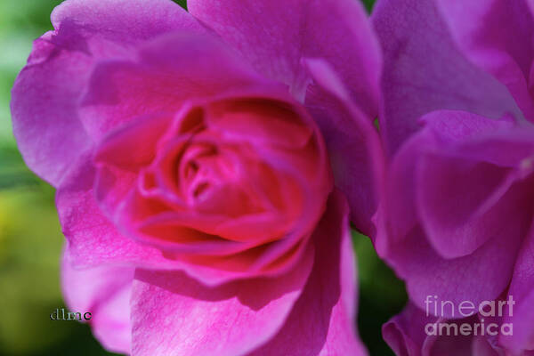 Pink Art Print featuring the photograph Flower Span by Donna L Munro