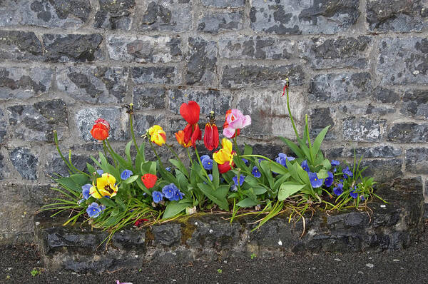 Flower Box Art Print featuring the photograph Flowers and Stone by Jill Love