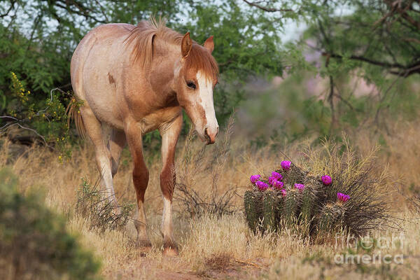 Yearling Art Print featuring the photograph Flowers by Shannon Hastings