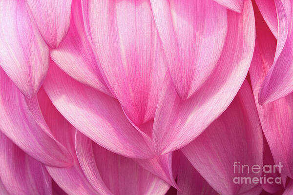 Dahlias Art Print featuring the photograph Flowing by Marilyn Cornwell