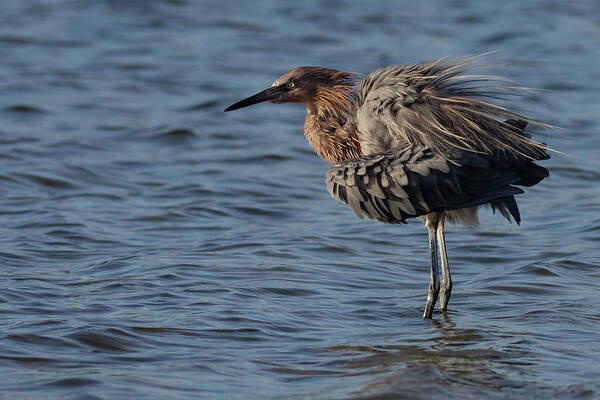 Reddish Egret Art Print featuring the photograph Fluffing by RD Allen