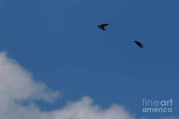 Sparrows Art Print featuring the photograph FLY by fototaker Tony