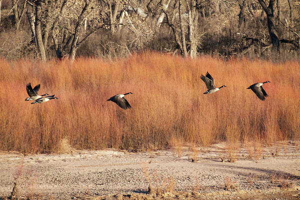 Geese Art Print featuring the photograph Flying Geese in the Bosque by Mary Lee Dereske