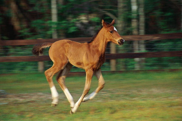 Horse Art Print featuring the photograph Foal in motion by Diane Macdonald