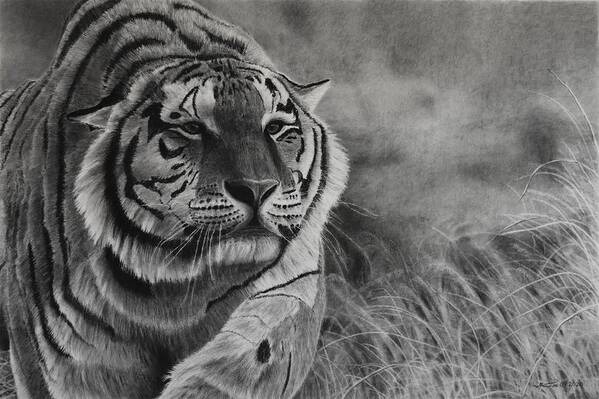 Tiger Art Print featuring the drawing Focus by Greg Fox
