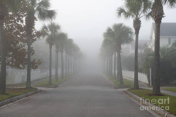 Fog Art Print featuring the photograph Foggy Row of Palms by Dale Powell