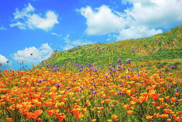 Walker Canyon Art Print featuring the photograph For the Love of Poppies by Lynn Bauer